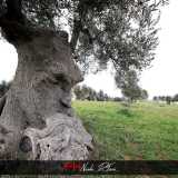Ginosa, le foto dell'ulivo pensante